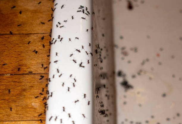 Best Termite Control Services  in Opp, AL